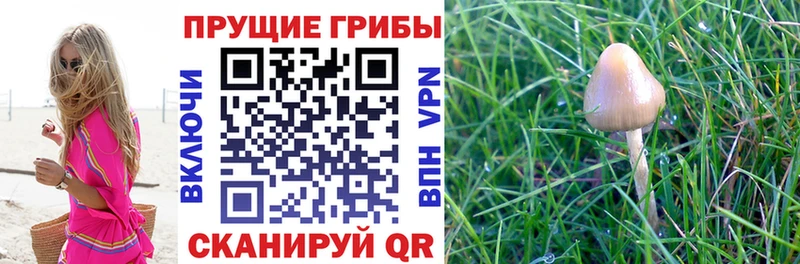 kraken онион  Арсеньев  дарк нет Telegram  Галлюциногенные грибы GOLDEN TEACHER 